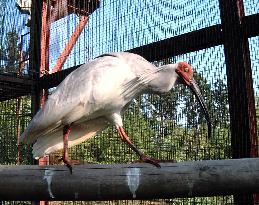 Yu Yu, Japan's 1st ibis bred in captivity, cerebrates 1st birthd